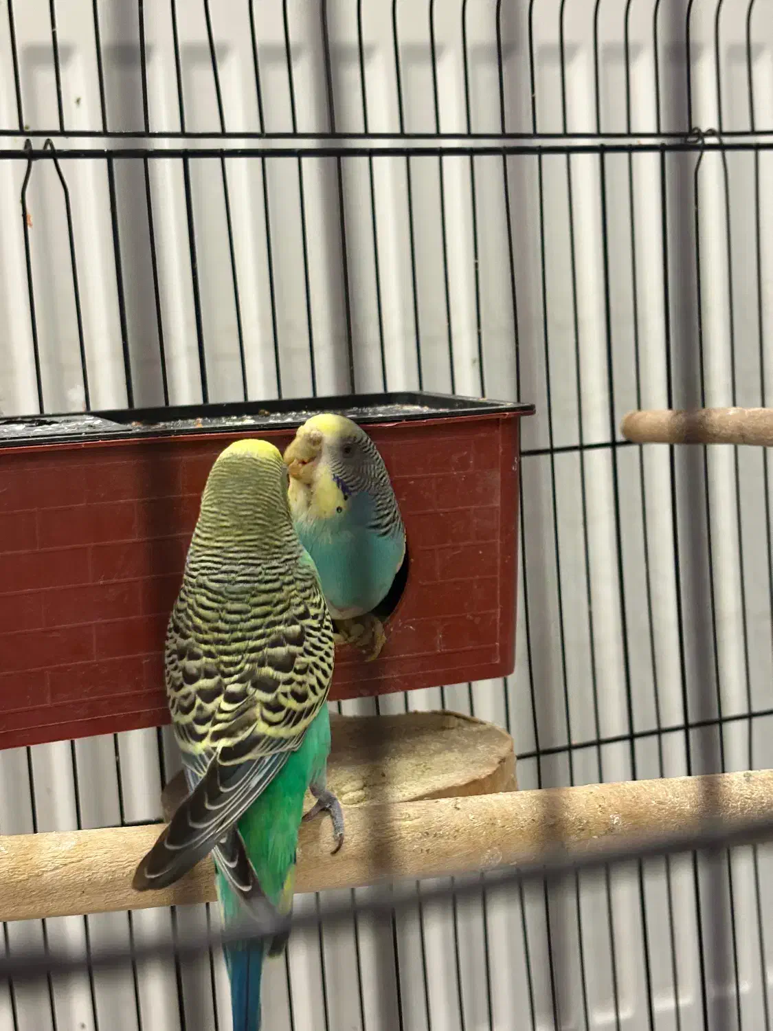 جفت مرغ عشق بهمراه چهار جوجه|پرنده|مشهد, شهرآرا|دیوار