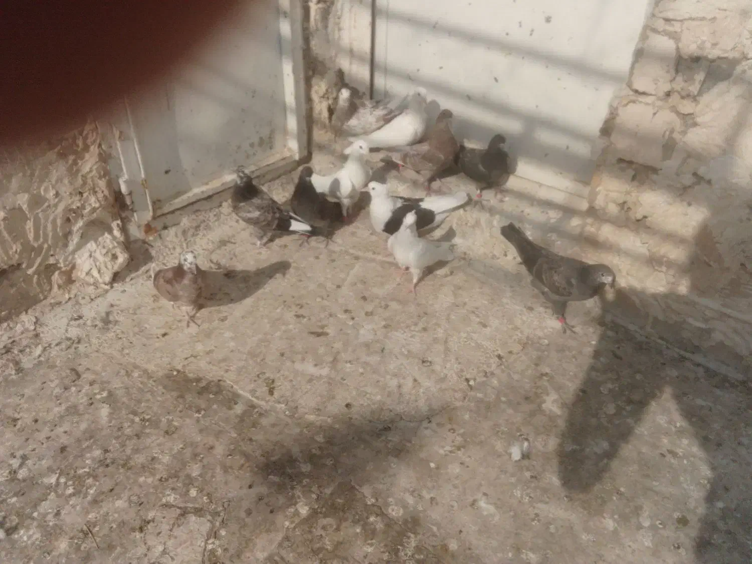 جوجه گرویی پرشی|پرنده|قنوات, |دیوار