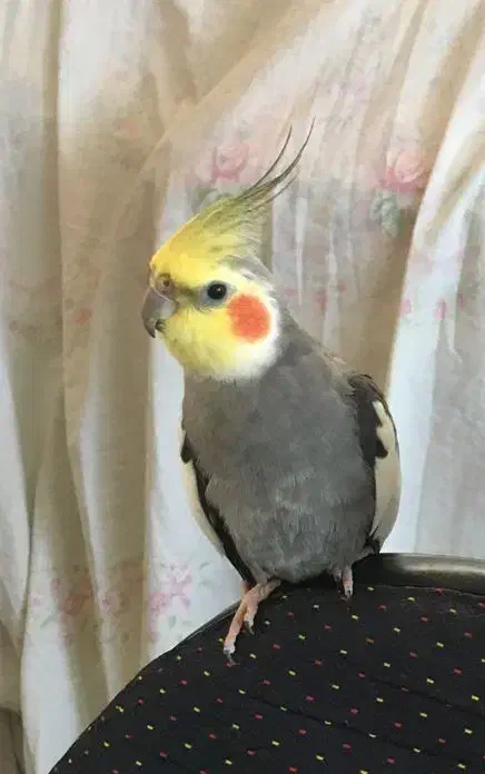 عروس هلندی گم شده|حیوانات|قائم‌شهر, |دیوار