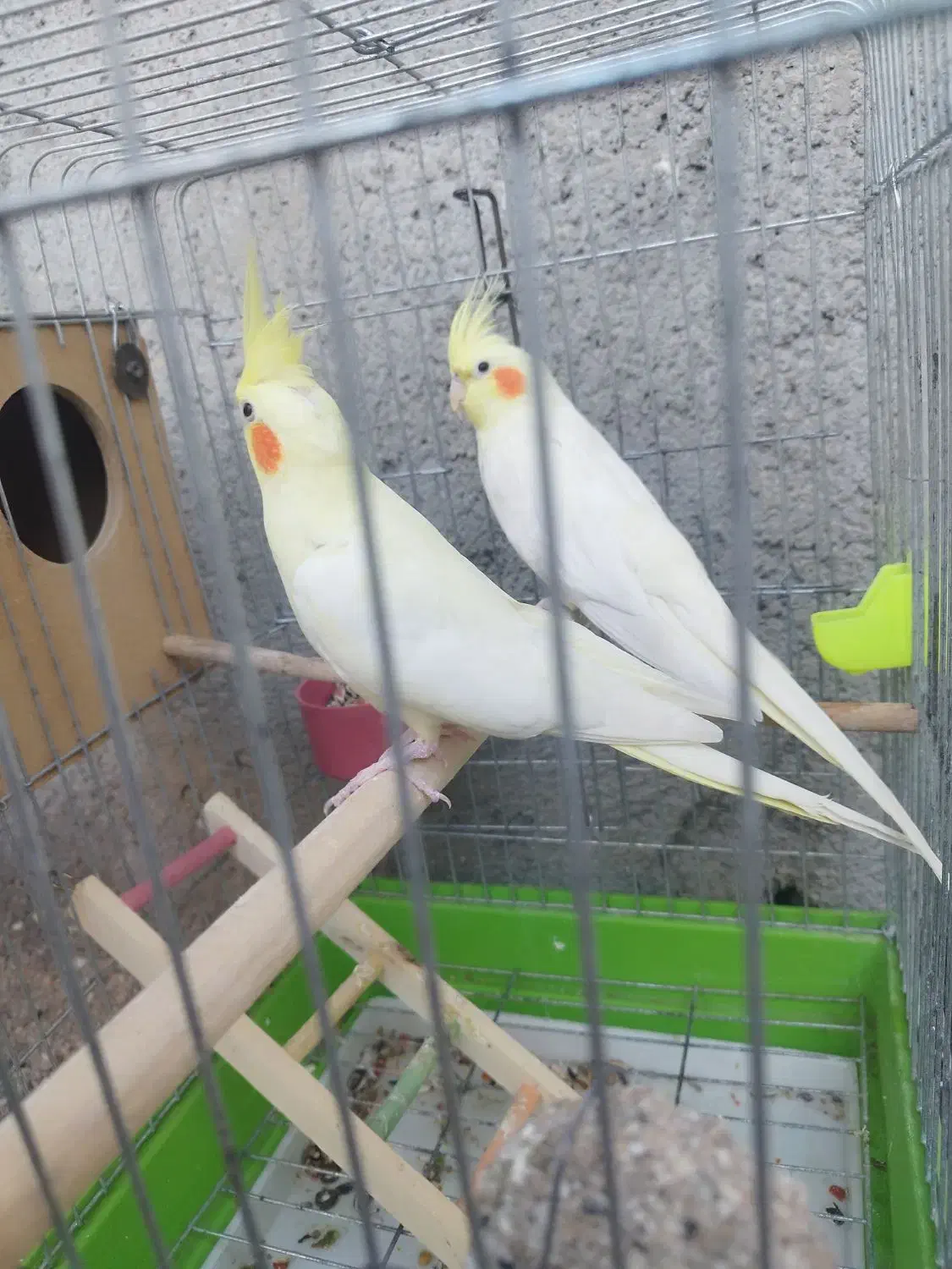 عروس پاریس هلندی|پرنده|اهواز, گلدشت|دیوار