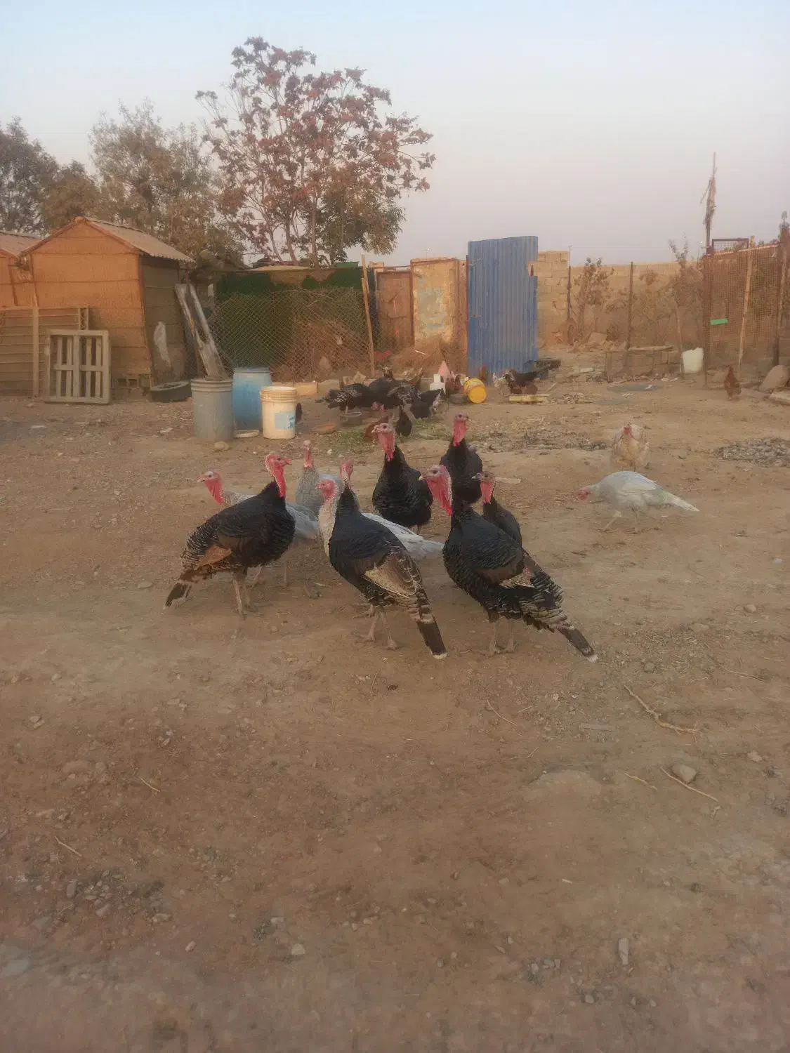 بوقلمون فروشی به علت کم بود جا|حیوانات مزرعه|هشتگرد, هشتگرد قدیم|دیوار