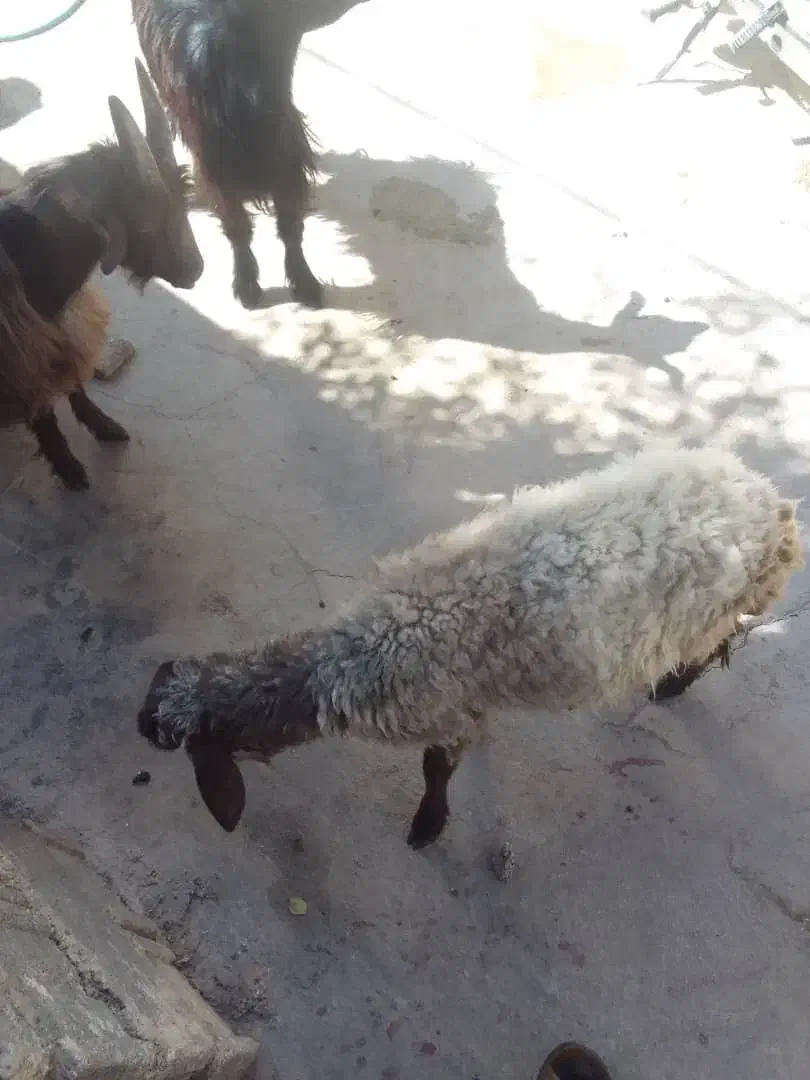 فروش 3 عدد بره و کهره|حیوانات مزرعه|همایجان, |دیوار