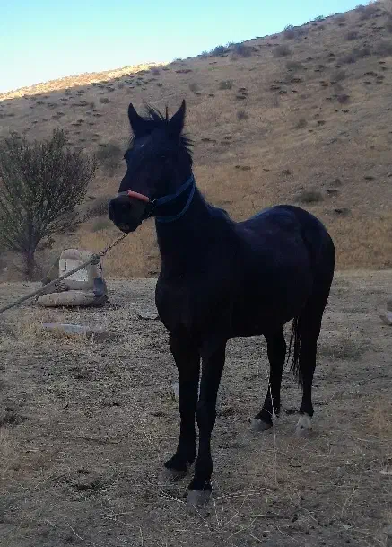 اسب باری|حیوانات مزرعه|ننور, |دیوار