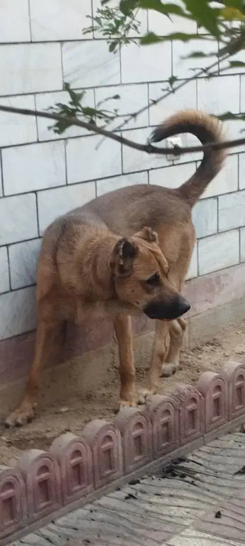 سراب اصیل|سگ|پاکدشت, پارچین|دیوار