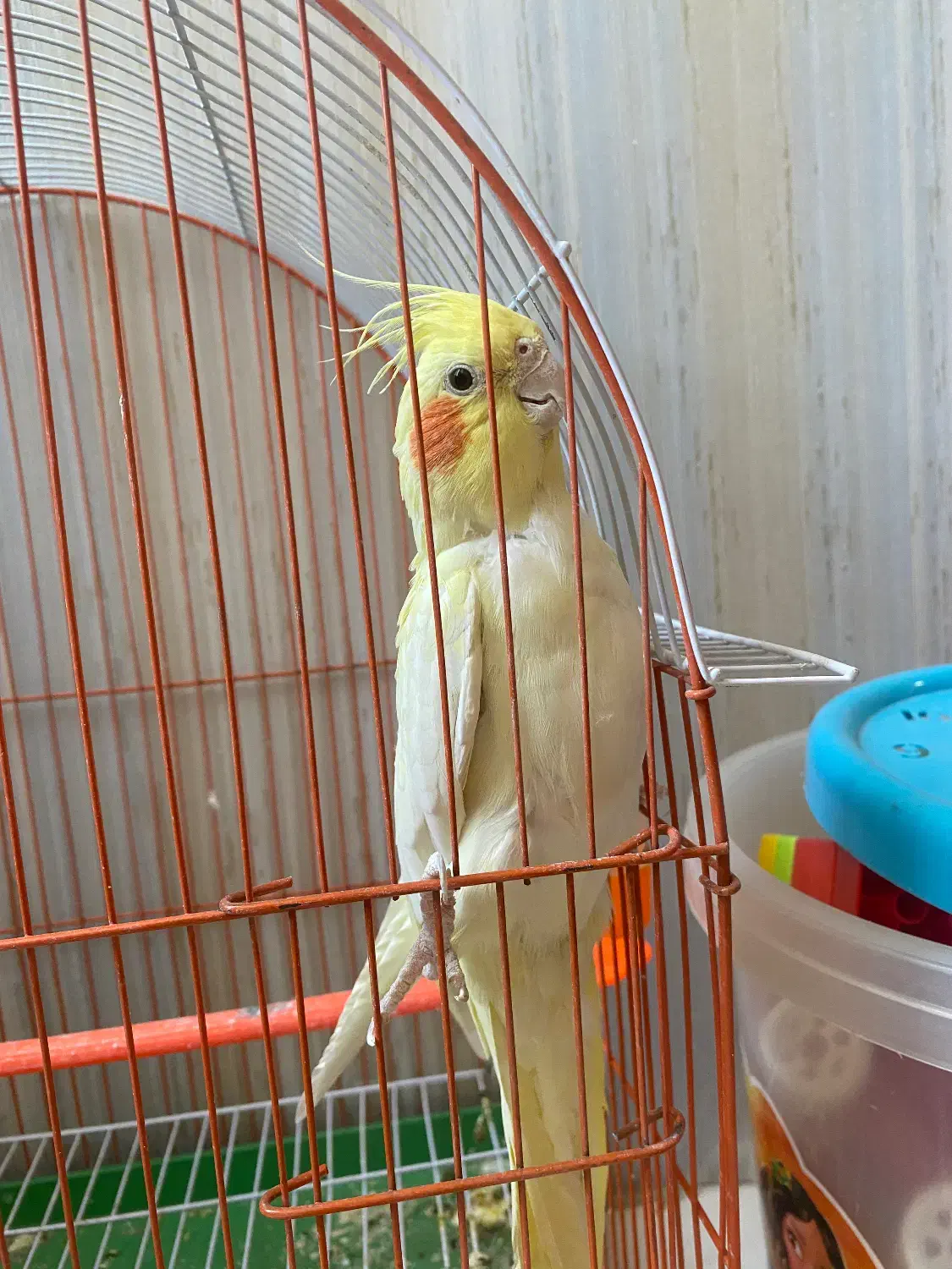 عروس هلندی|پرنده|تربت جام, زیباکنار|دیوار