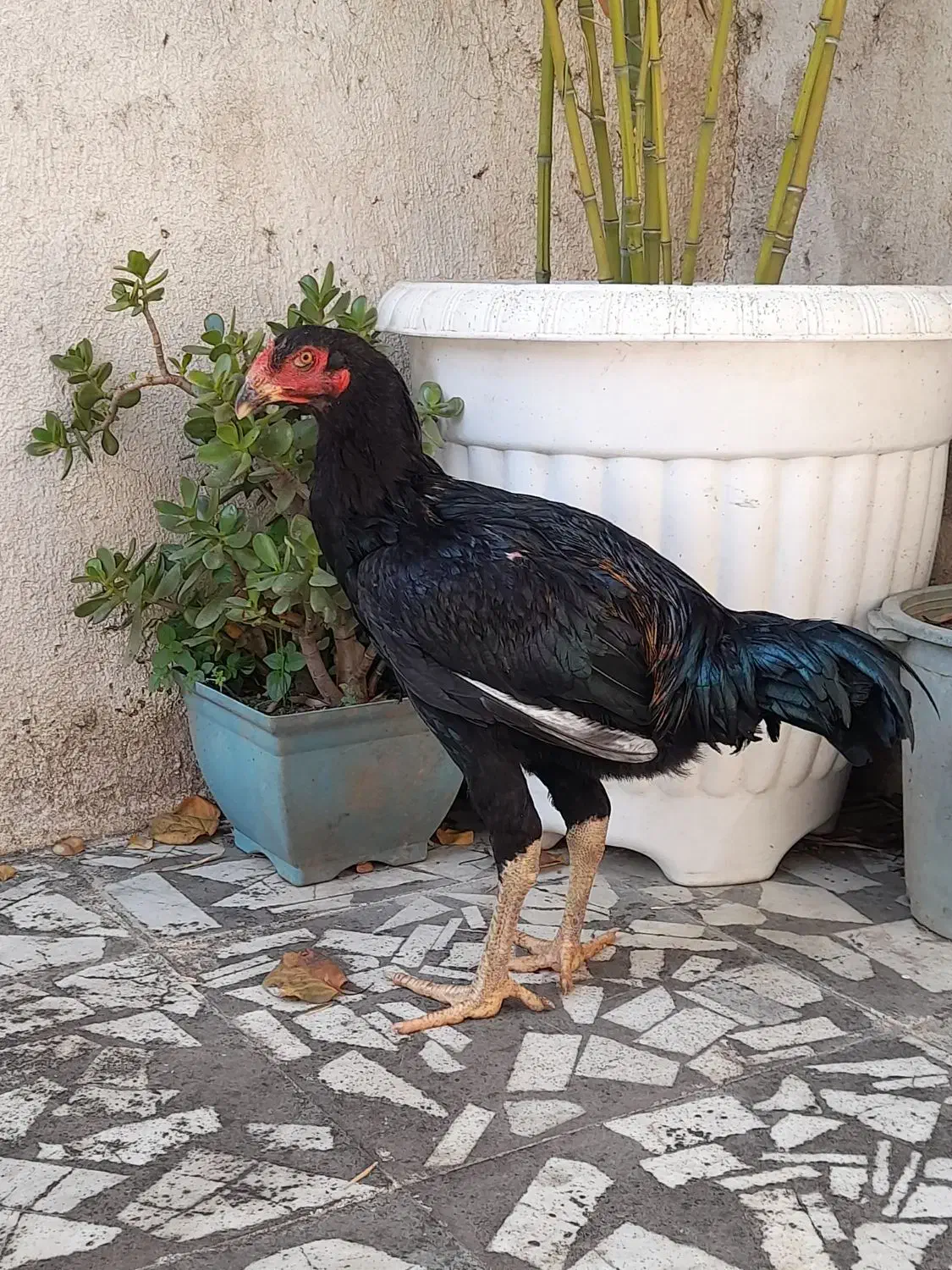 خروس لاری ۷ ماهه|حیوانات مزرعه|بابل, |دیوار