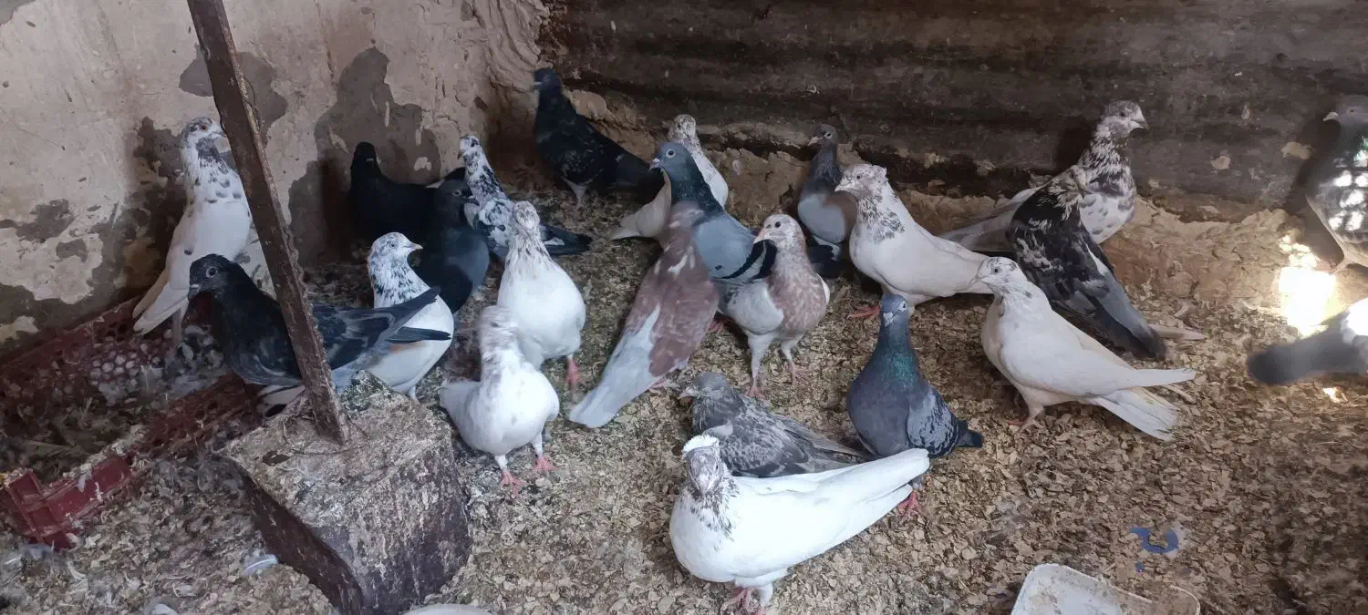 تعدادی کبوتر|پرنده|آبادان, |دیوار