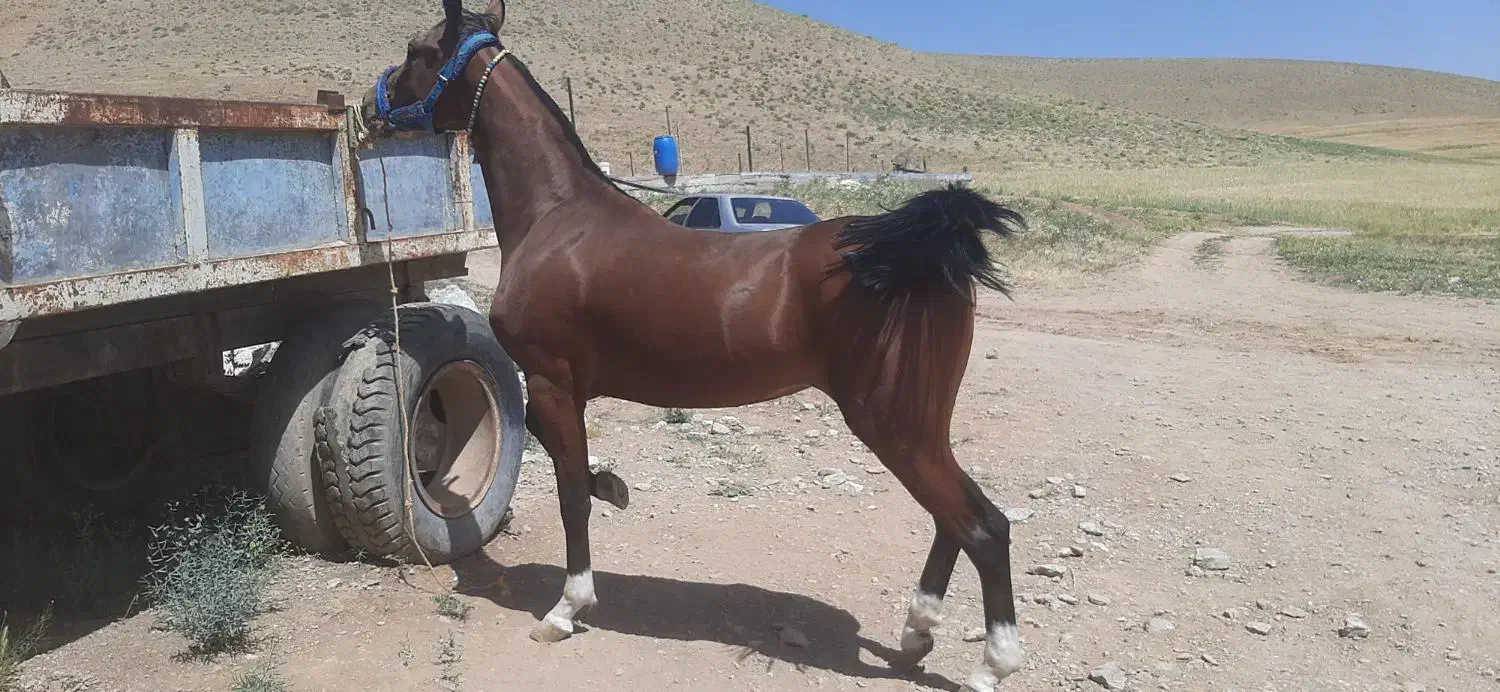 مادیون درشوری|اسب و تجهیزات اسب‌سواری|فارسان, |دیوار