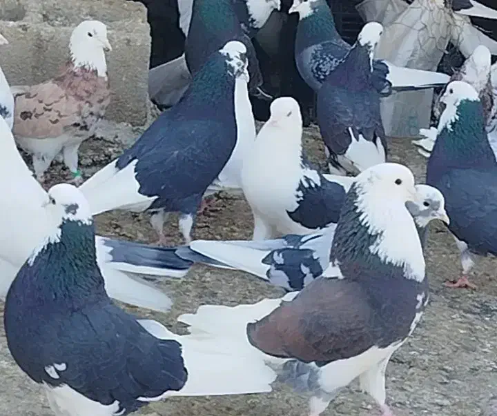 کبوتر تیر ماهی|پرنده|کوهدشت, |دیوار