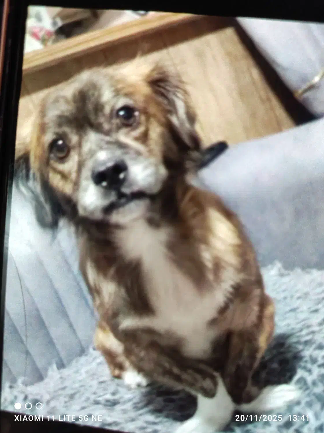 گمشده|حیوانات|قرچک, قشلاق جیتو|دیوار