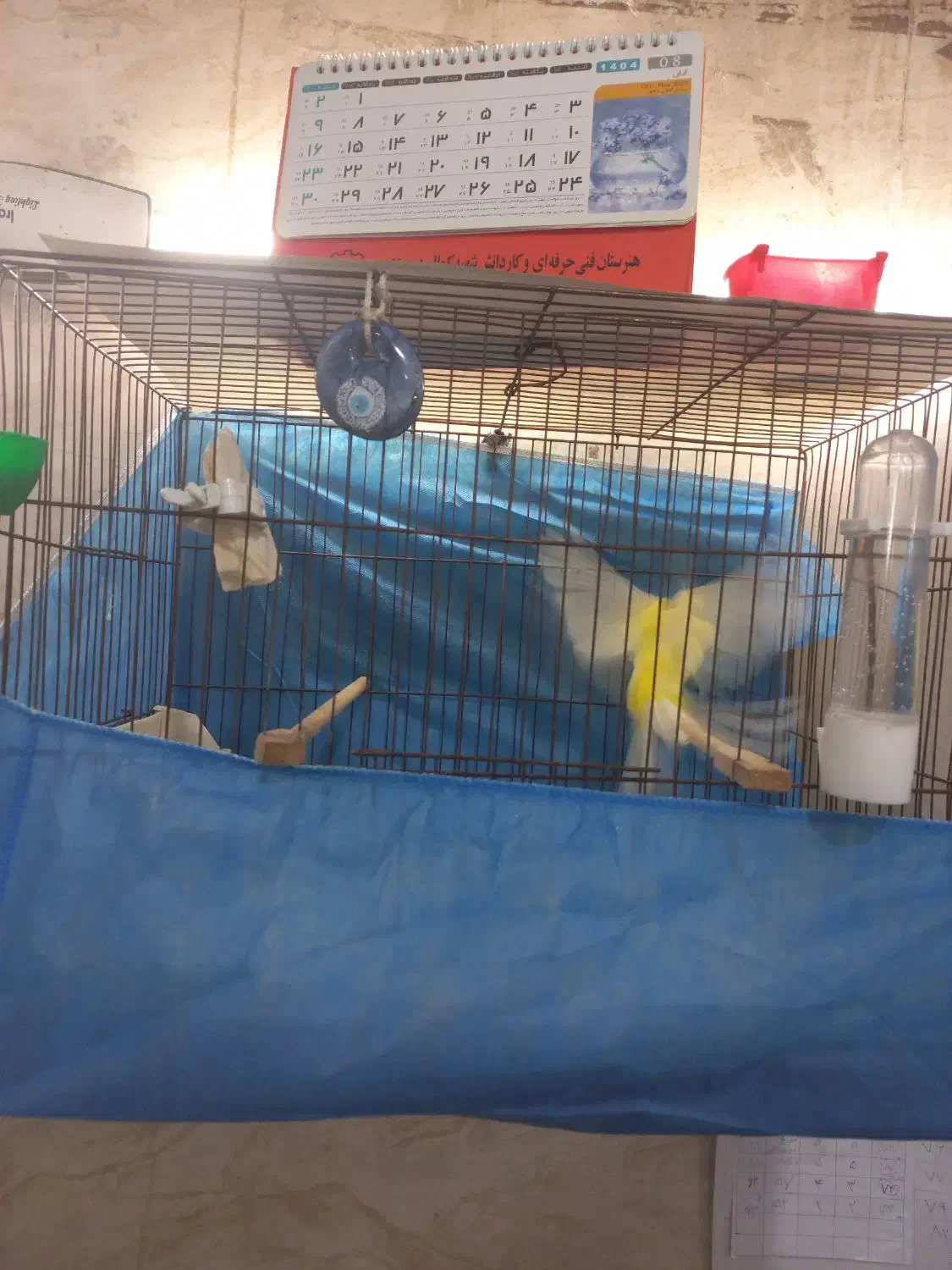 قناری رسمی بلند نر|پرنده|تهران, وحیدیه|دیوار