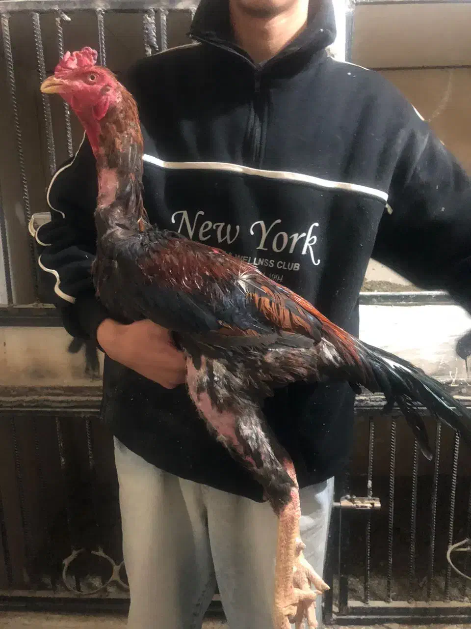 خروس لاری|حیوانات مزرعه|هشتگرد, سعید آباد|دیوار