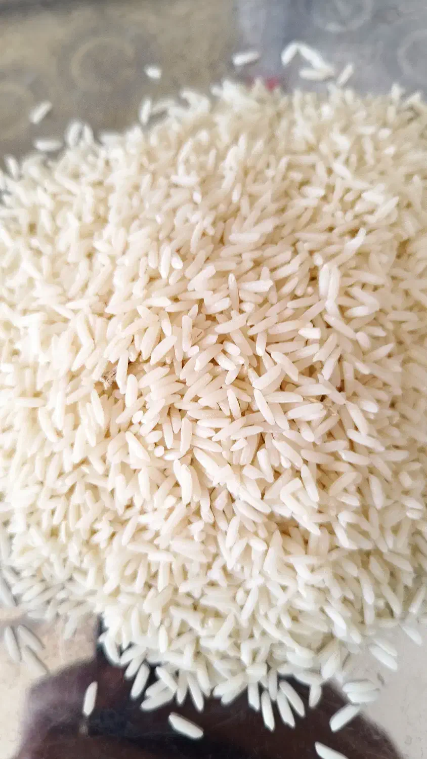 برنج طارم هاشمی دوباره کشت نوج|خوردنی و آشامیدنی|بابل, |دیوار