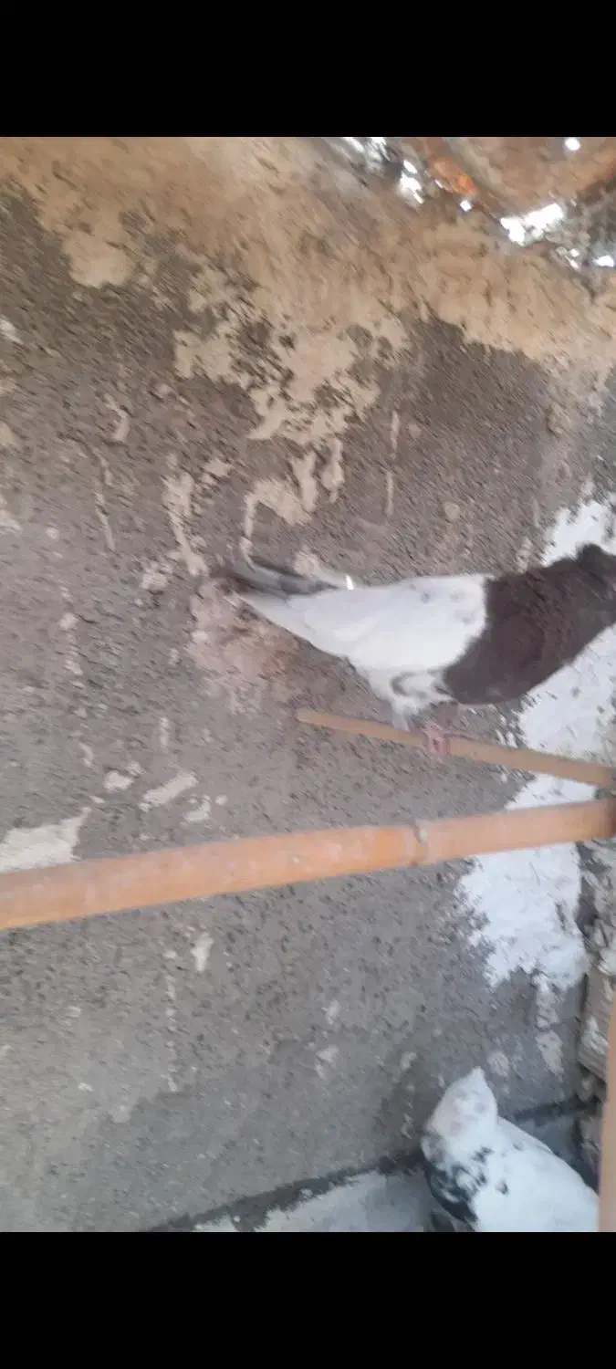 نر کله سرخ کاکلی|پرنده|قم, علی آباد سعدگان|دیوار