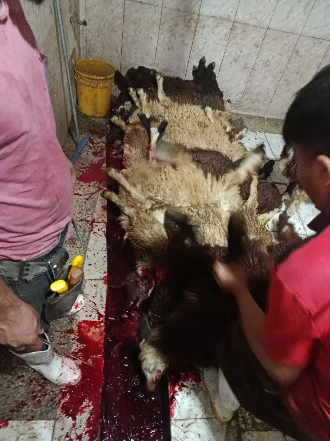 قصاب با گوسفندزنده|حیوانات مزرعه|رباطکریم, رباطکریم|دیوار