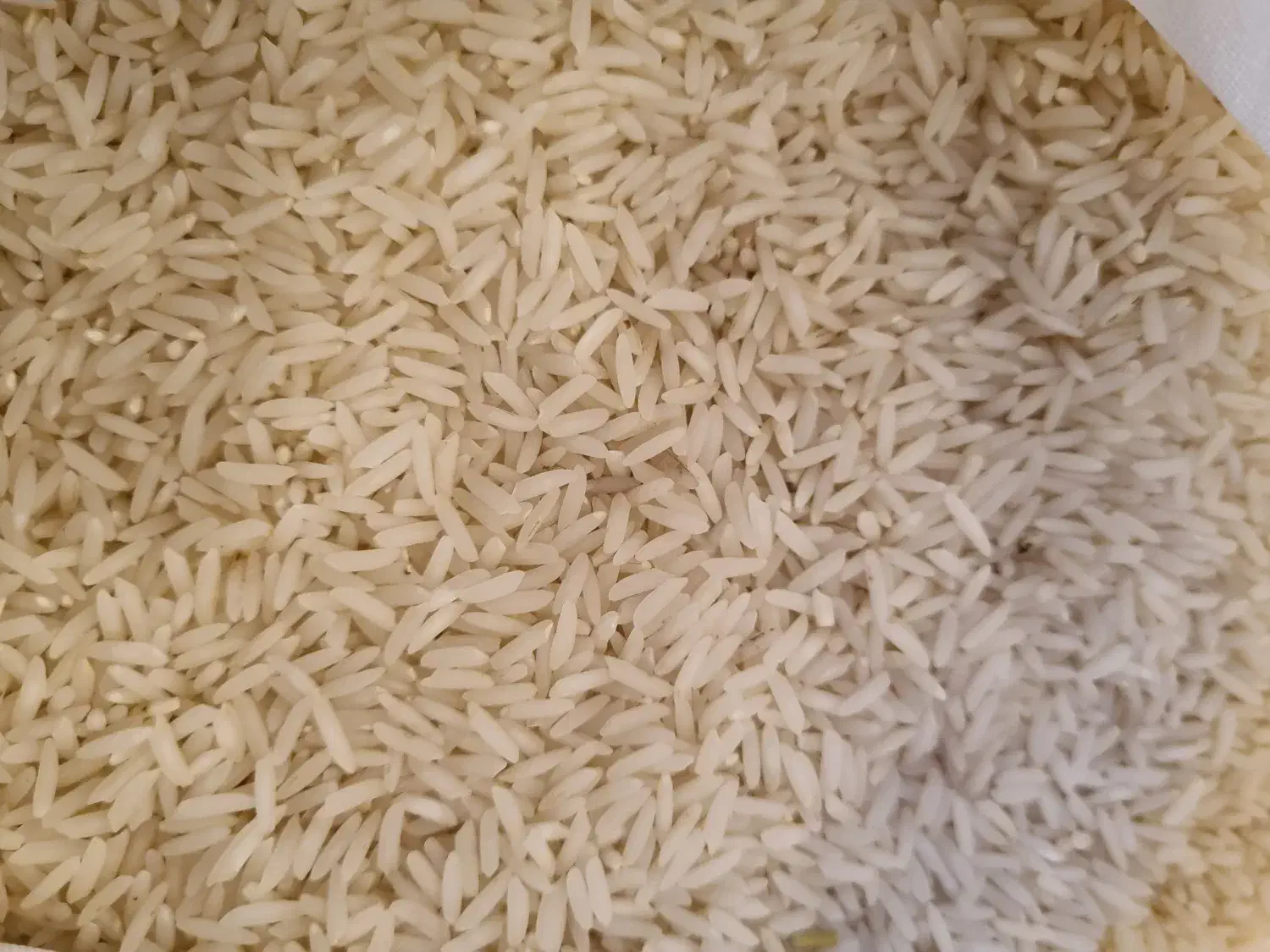 برنج شیرودی پاییزه|عمده‌فروشی|محمودآباد, |دیوار