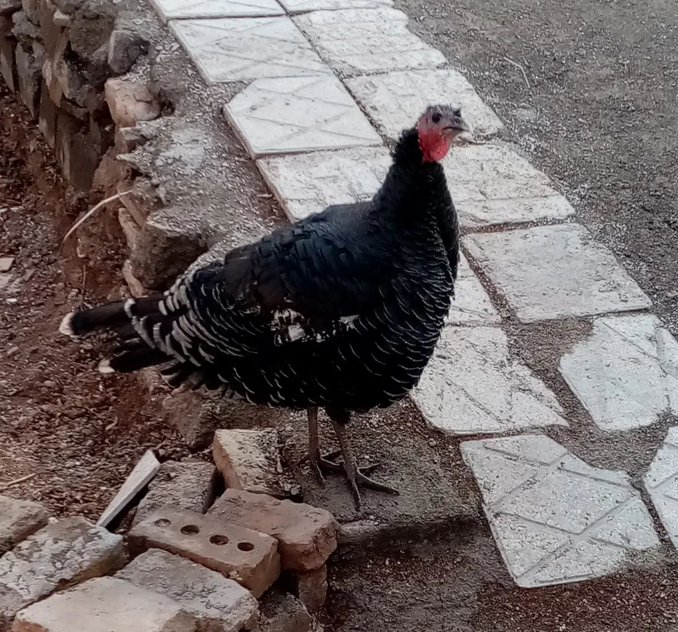 بوقلمون جوان|حیوانات مزرعه|تربت جام, میرقوام الدین|دیوار