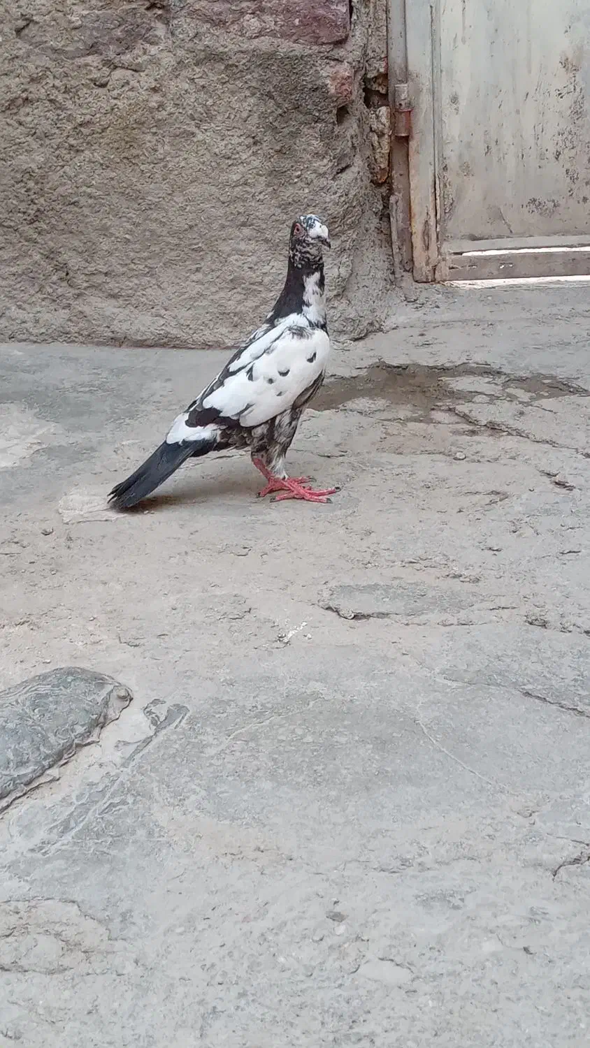 کبوتر مینا سبز گم شده|پرنده|زاهدان, |دیوار