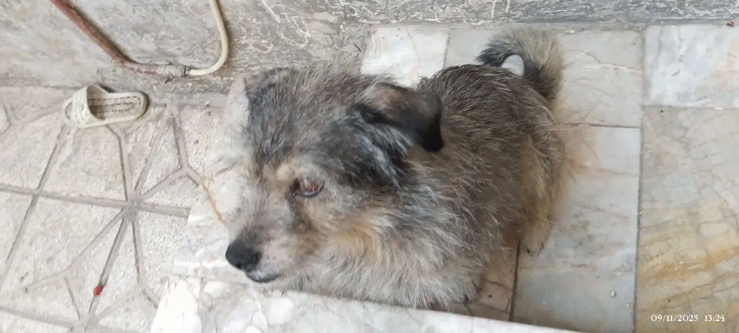 واگذاری شیتزو|سگ|مشهد, کوی دروی|دیوار