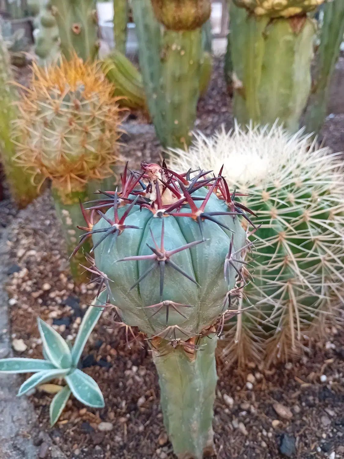 کاکتوس .گل .|گل و گیاه طبیعی|کازرون, |دیوار