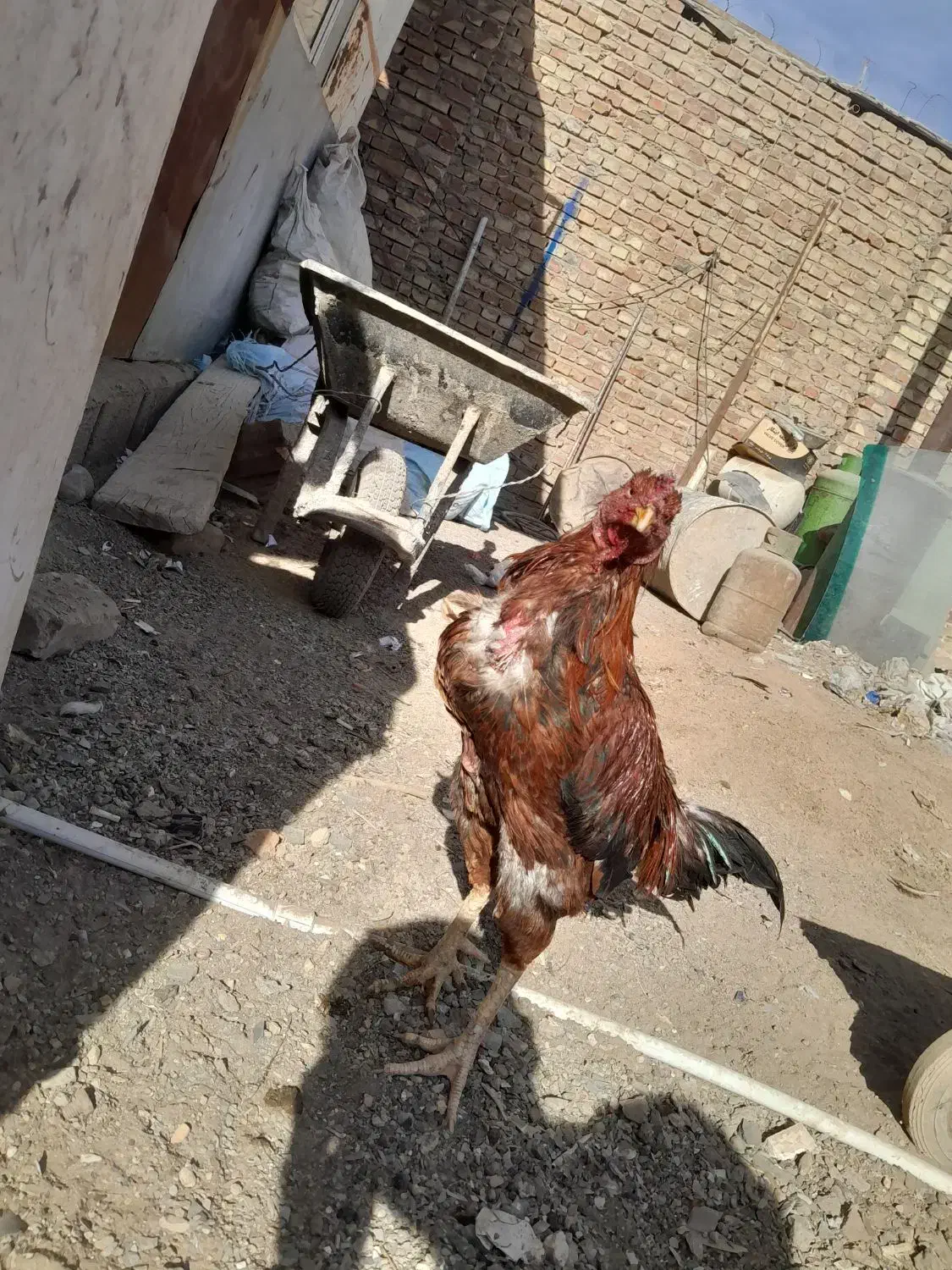 خروس لاری و جوجه لاری|حیوانات مزرعه|زاهدان, |دیوار