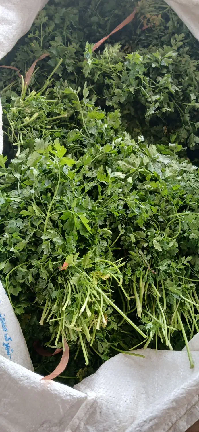 سبزیجات ارگانیک|عمده‌فروشی|نیشابور, خیام|دیوار