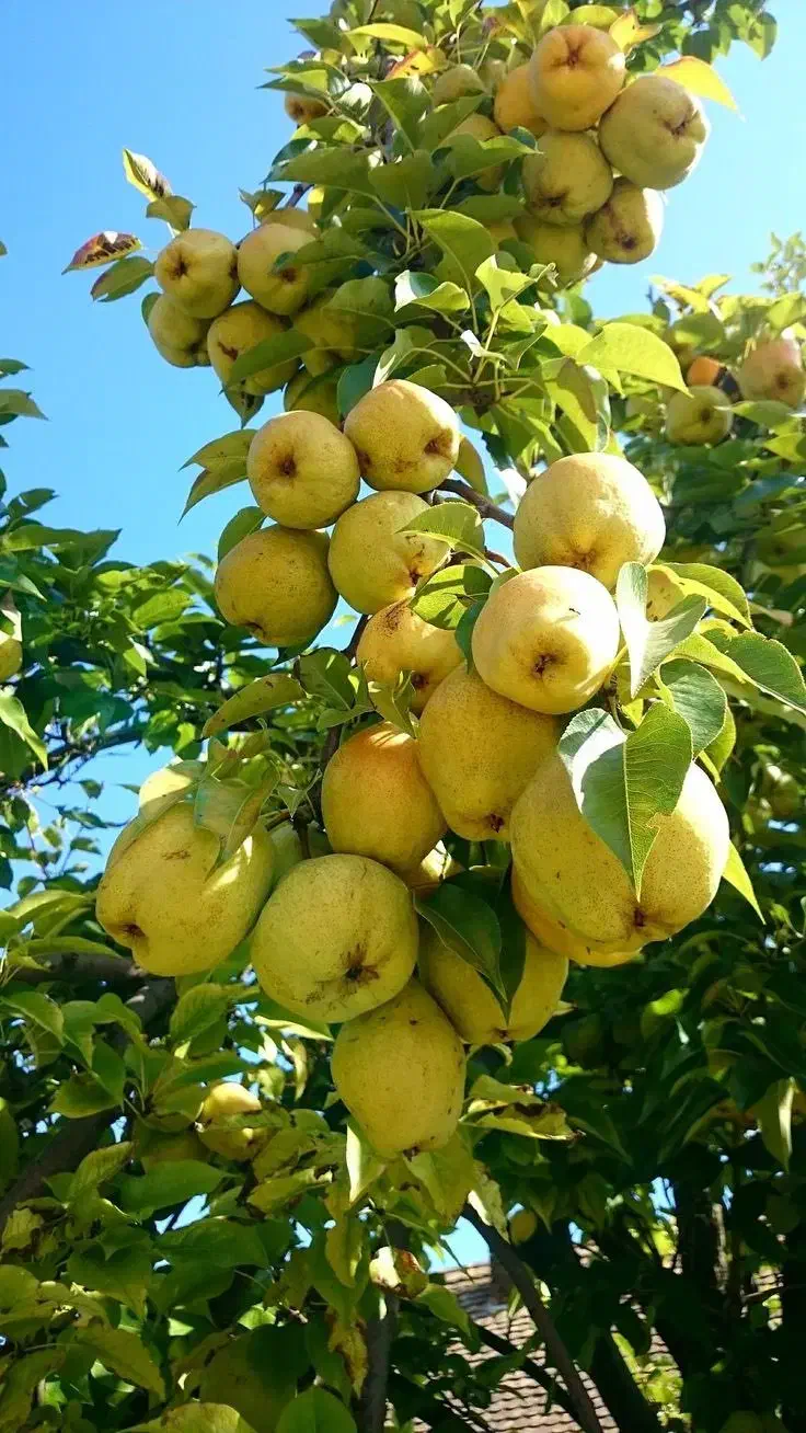 فروش انواع نهال میوه لیبلدار|خدمات باغبانی و درختکاری|شهریار, شهرک شاهد|دیوار