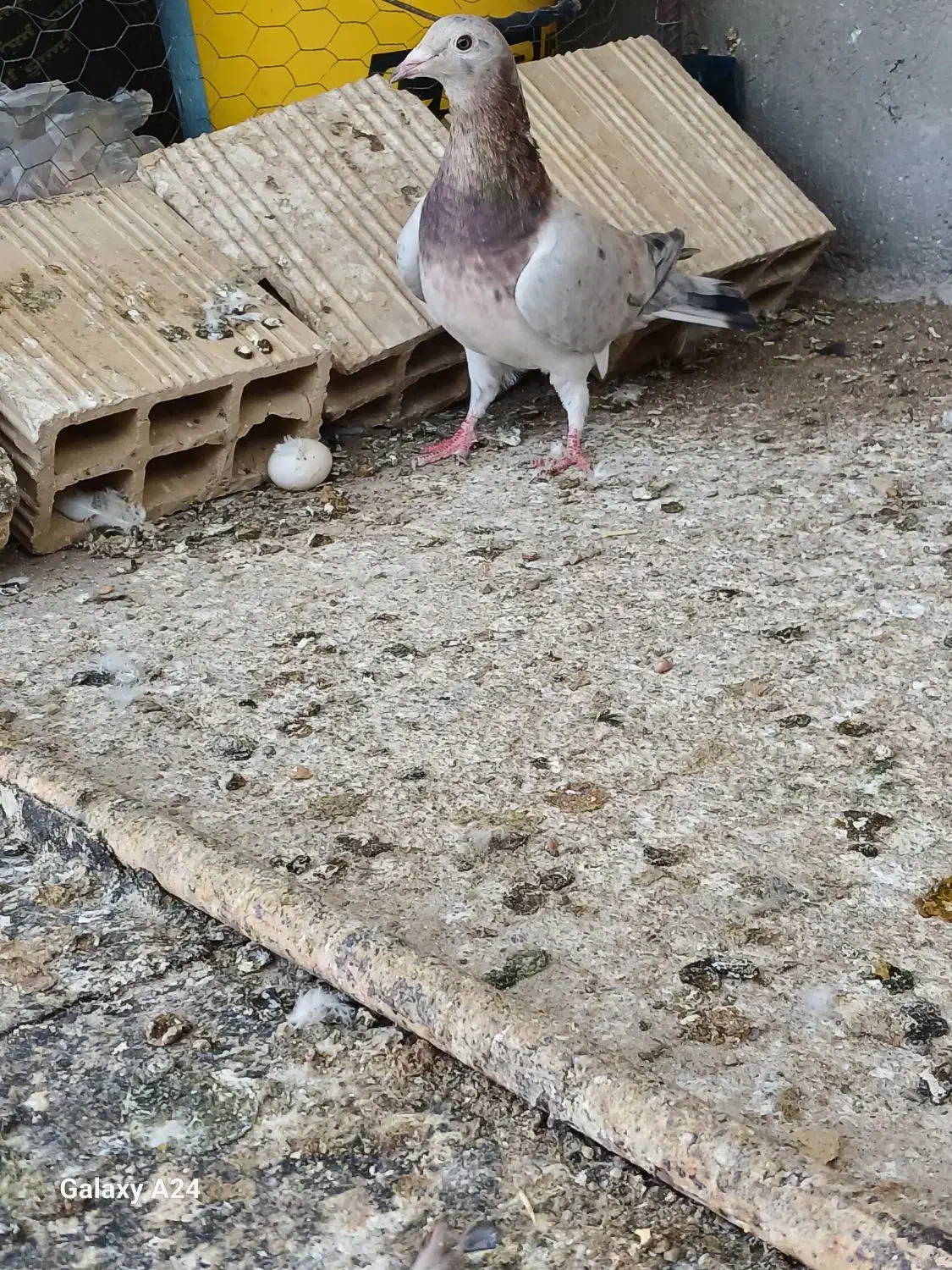 کبوتر|پرنده|شال, |دیوار