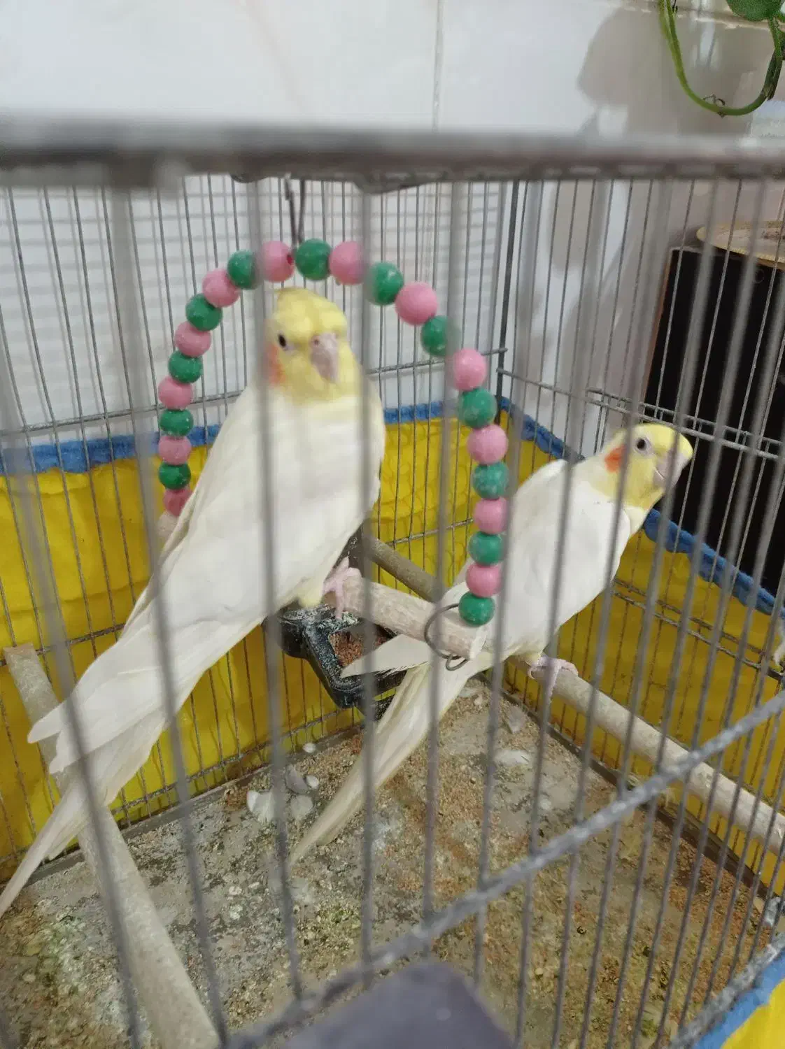 عروس هلندی|پرنده|قم, سرحوض|دیوار