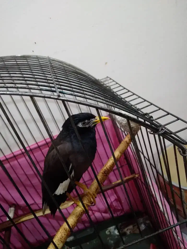 مینا فروشی|پرنده|شهریار, شهرک وائین|دیوار