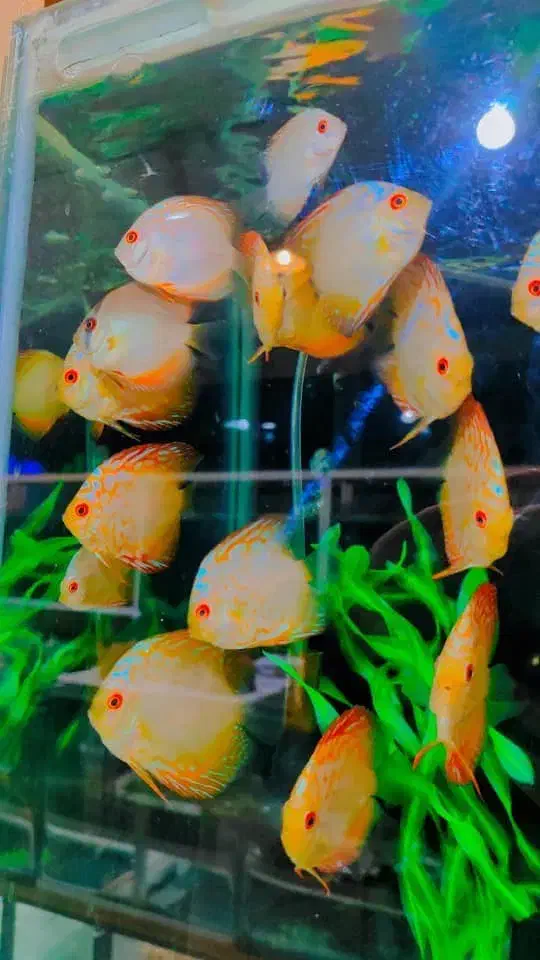 فروش انواع نژاد دیسکس 20% off|ماهی|مشهد, شهرک رازی (شهرک غرب)|دیوار