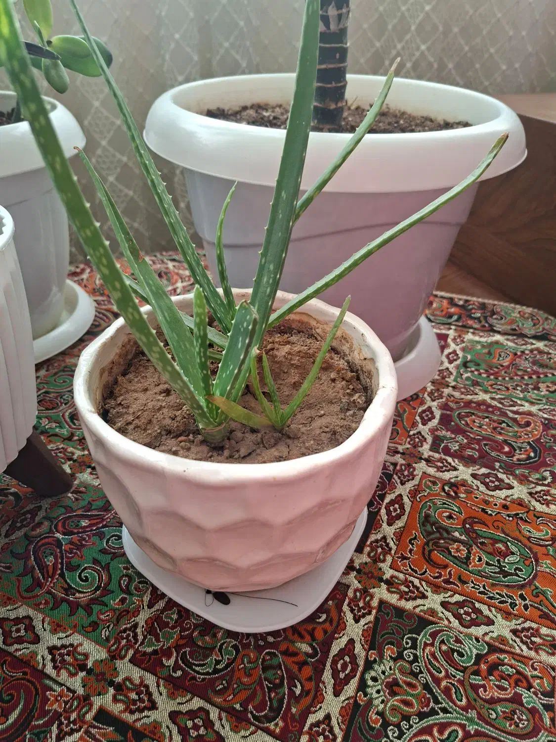 گل و گلدان|گل و گیاه طبیعی|الوند, |دیوار