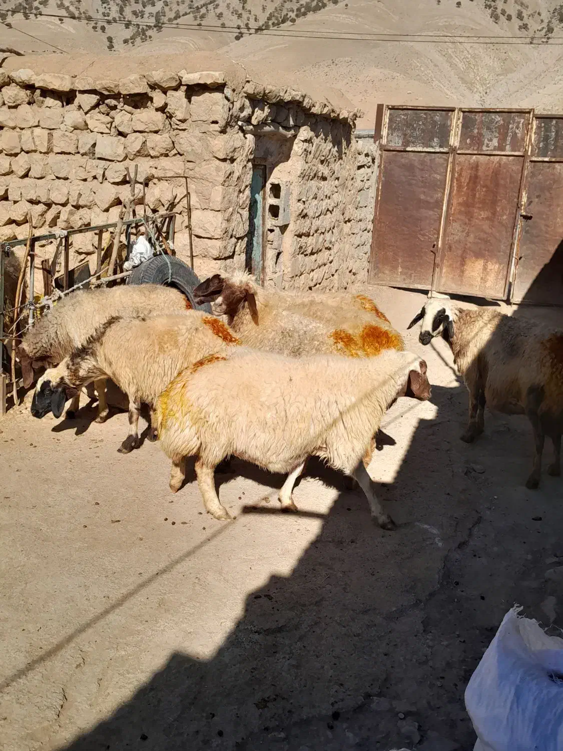 ۱۰عدد گوسفند شک شیره دار پستان کرده سنگین|حیوانات مزرعه|کارزان, |دیوار