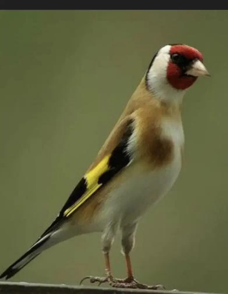 سهره|پرنده|کوهدشت, |دیوار