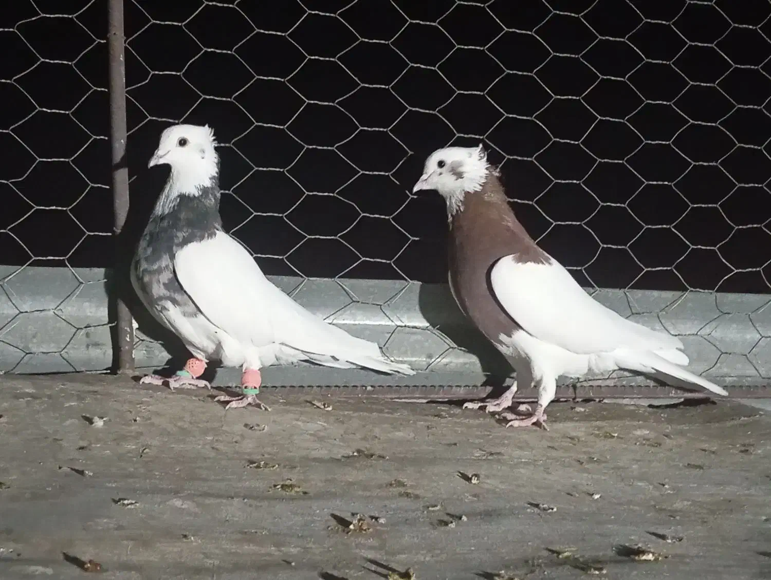 جفت نر|پرنده|فیروزآباد (فارس), |دیوار