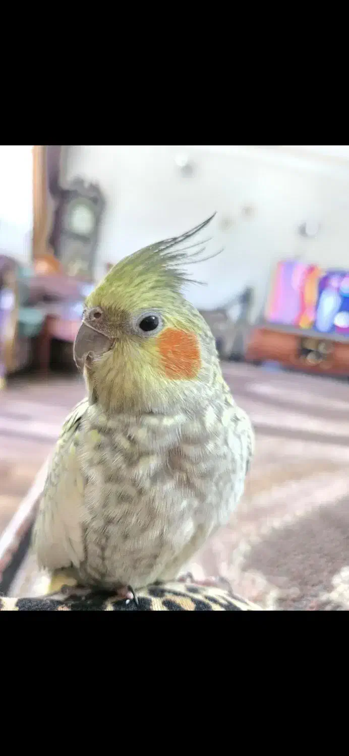 عروس هلندی ماده|پرنده|اردبیل, |دیوار