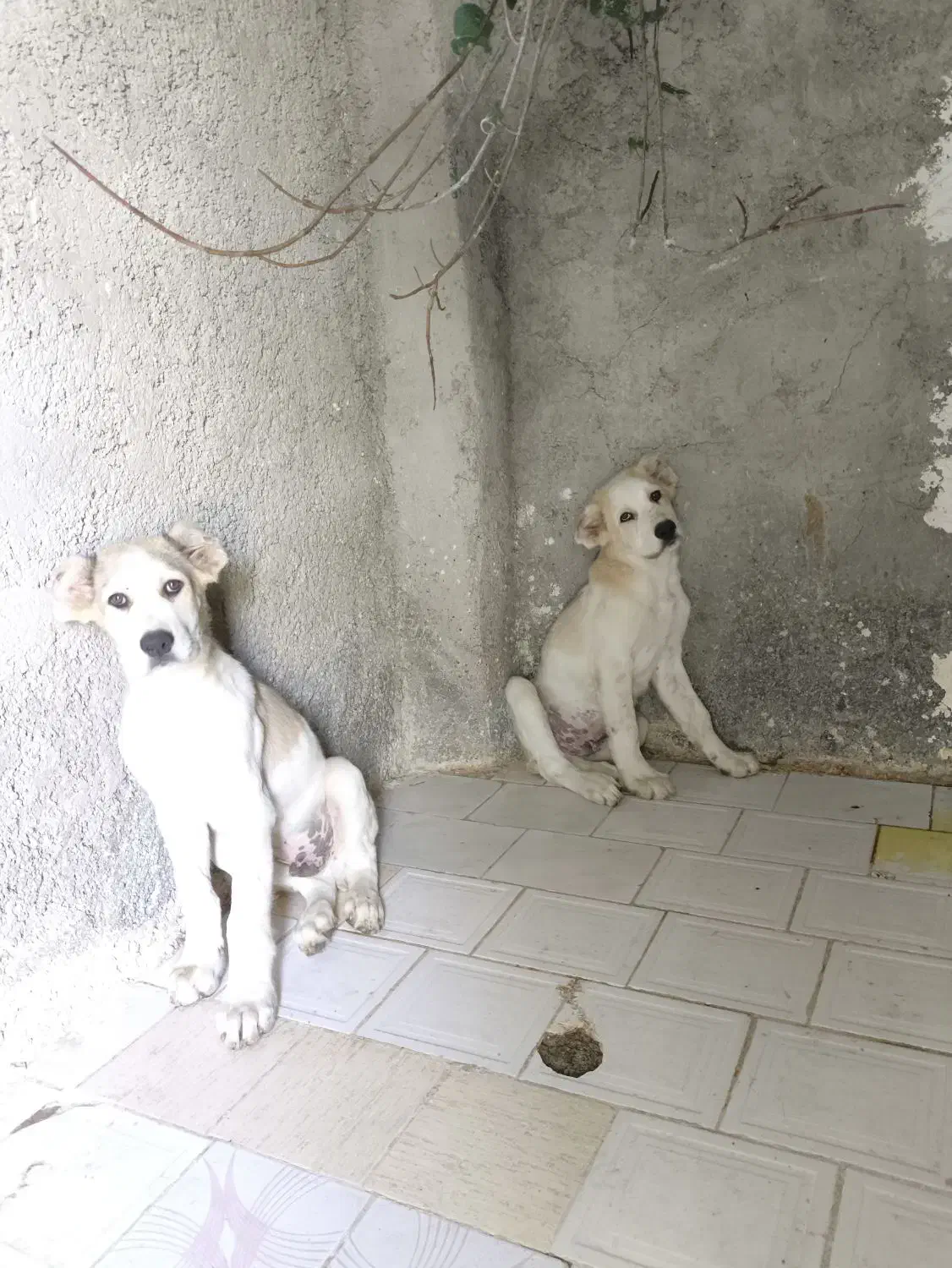 فروش توله سگ آلابای روسی ۷۰ روزه|سگ|کرج, کیانمهر|دیوار