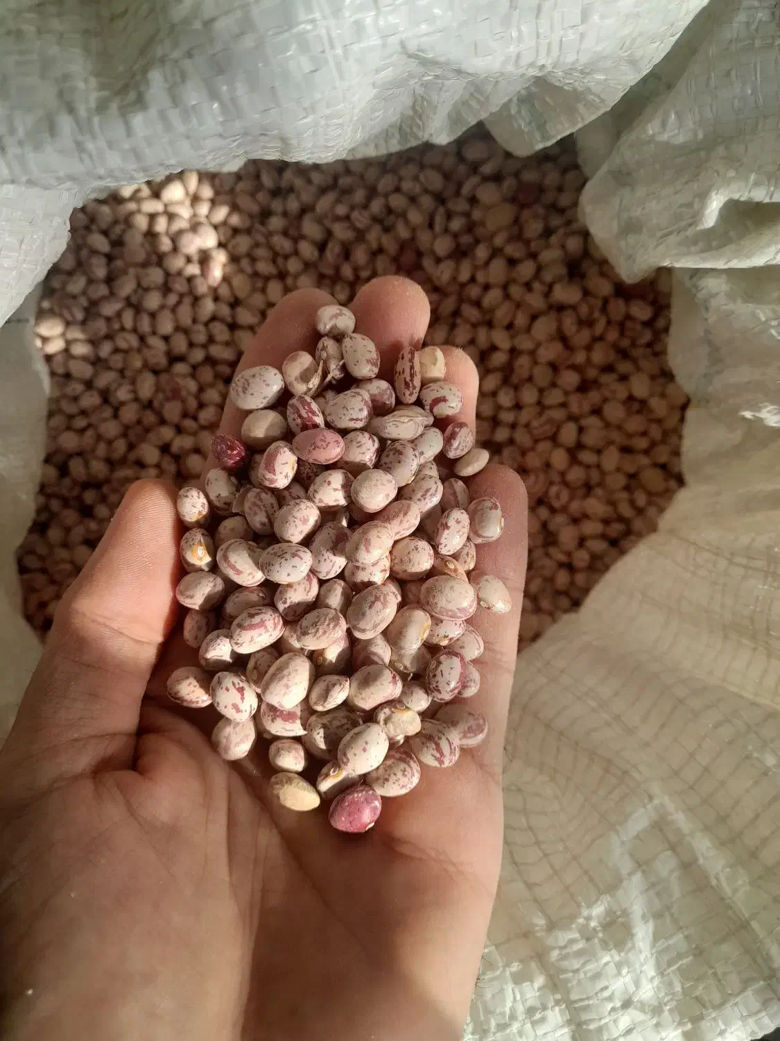 لوبیا چیتی|خوردنی و آشامیدنی|دیواندره, |دیوار