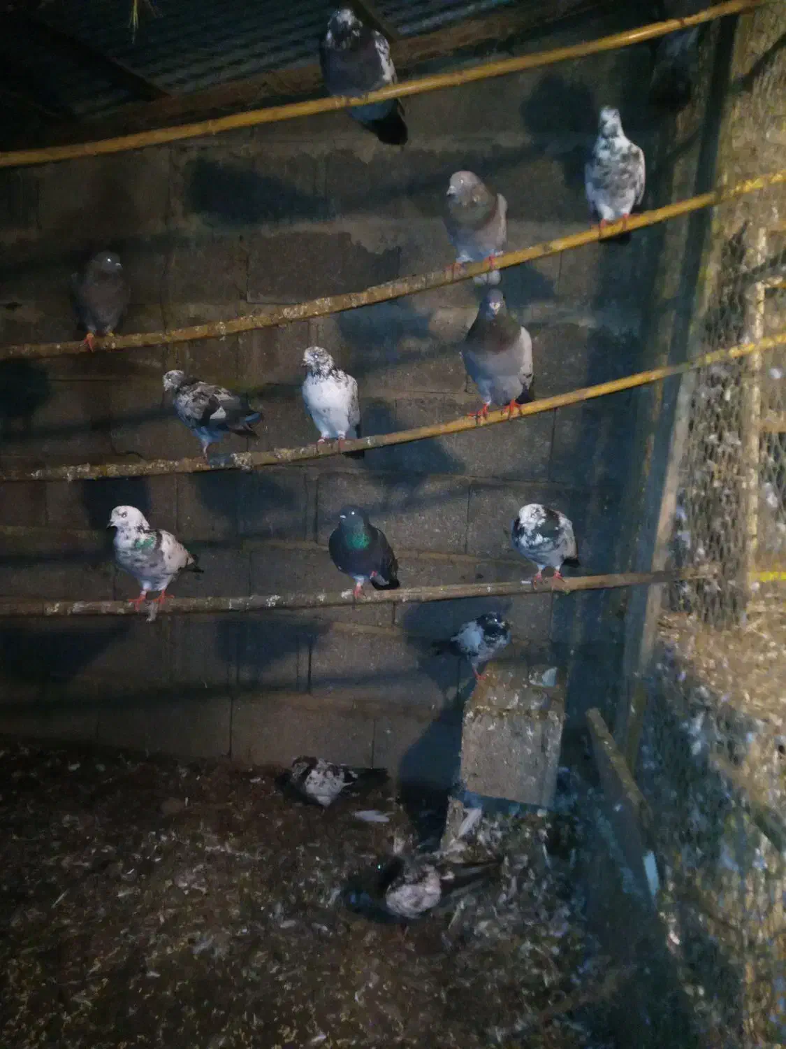 کبوتر پرشی|پرنده|کوچصفهان, |دیوار