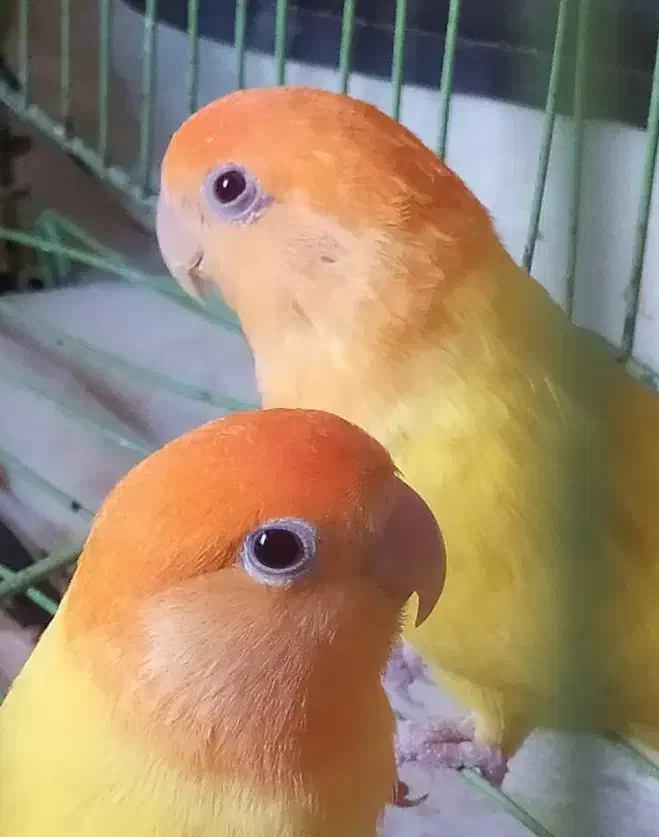 طوطی برزیلی کله نارنجی معامله با کبوتر خورموج|پرنده|خورموج, |دیوار