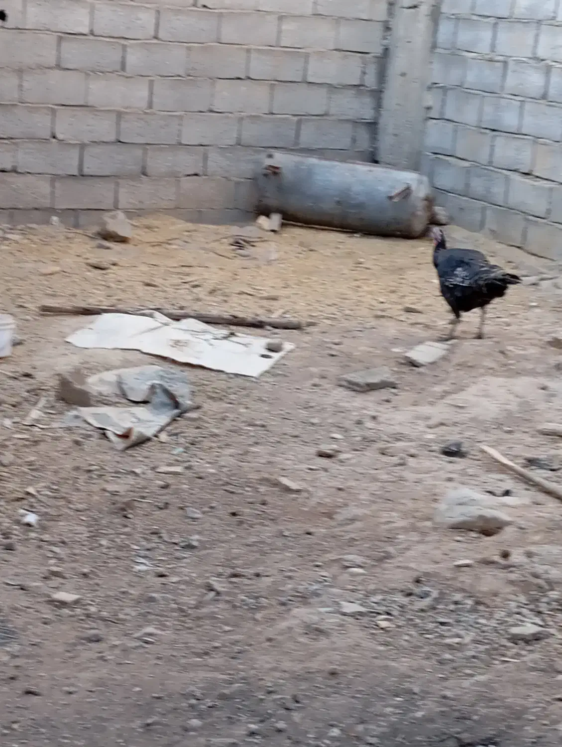 چند  تا مرغ ویک دوچرخه ویک بوقلمون|حیوانات مزرعه|فارسان, |دیوار