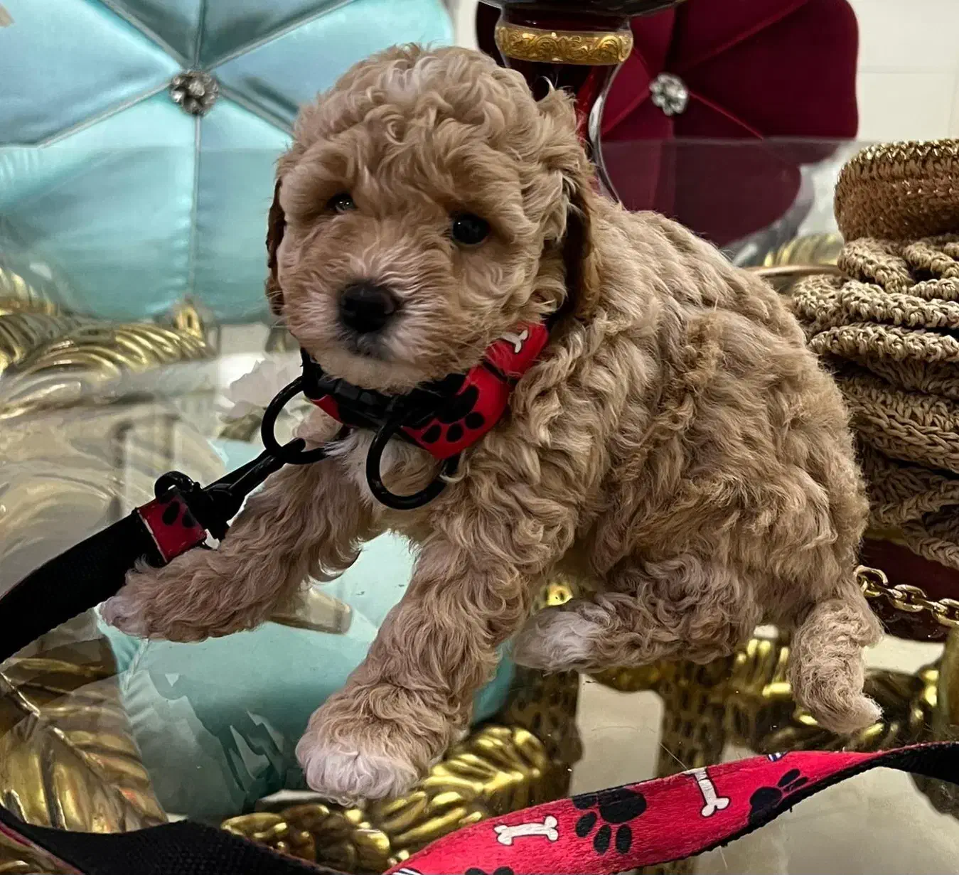 توی پودل دو ماهه|سگ|اسالم, |دیوار