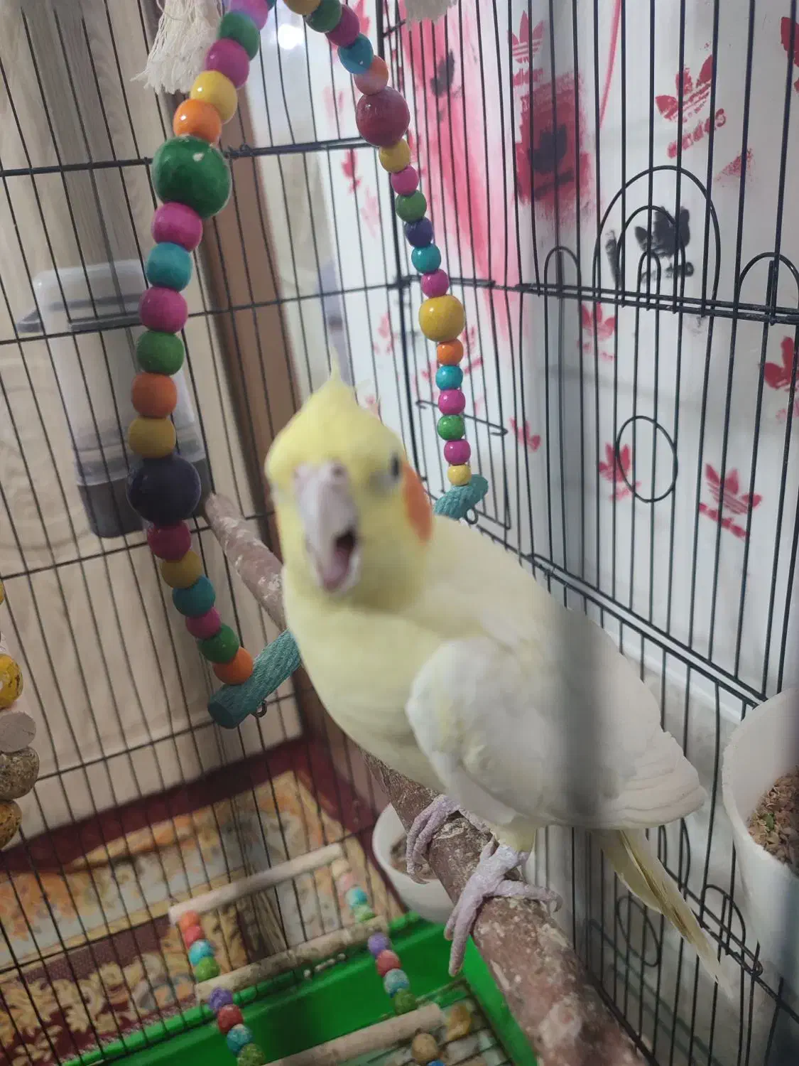 عروس هلندی|پرنده|نجف‌آباد, شیخ آباد|دیوار