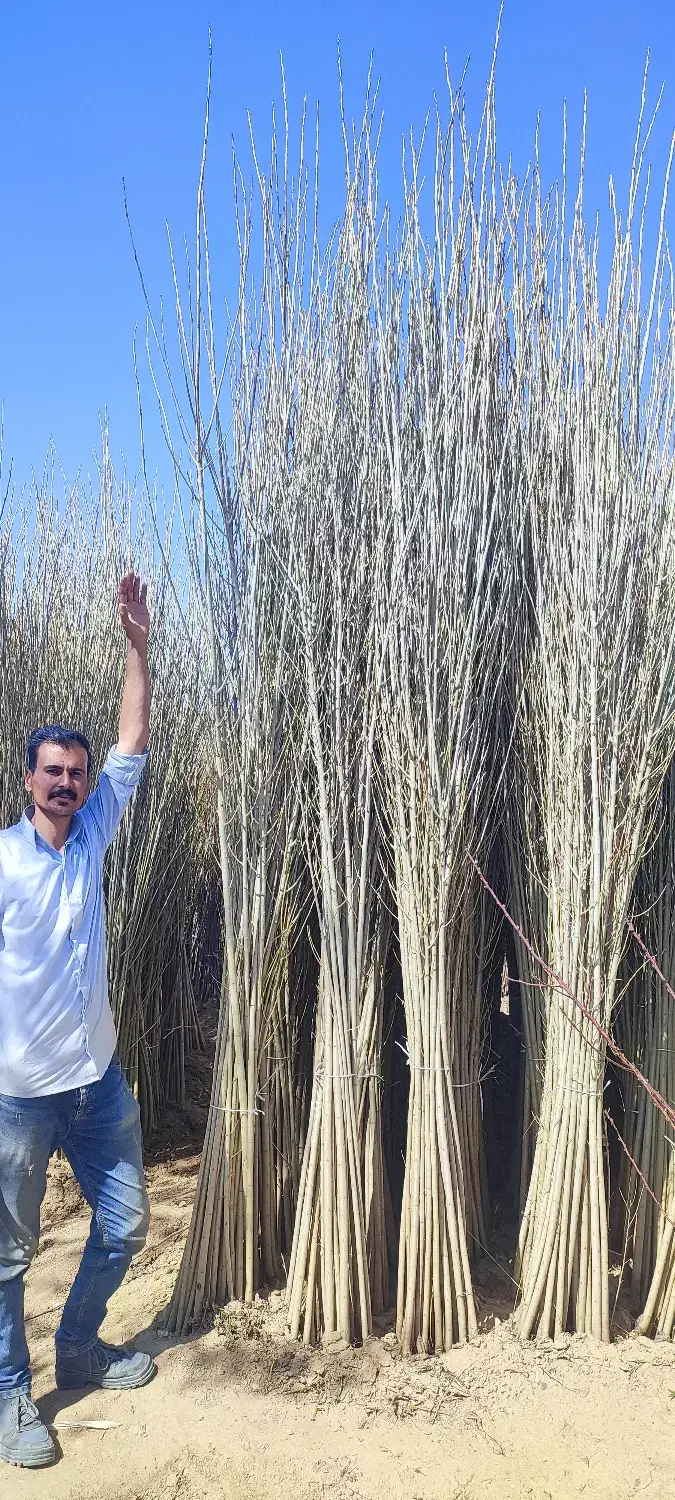 نهال تبریزی۳متری فقط ۱۵هزار|حراج|میاندوآب, |دیوار