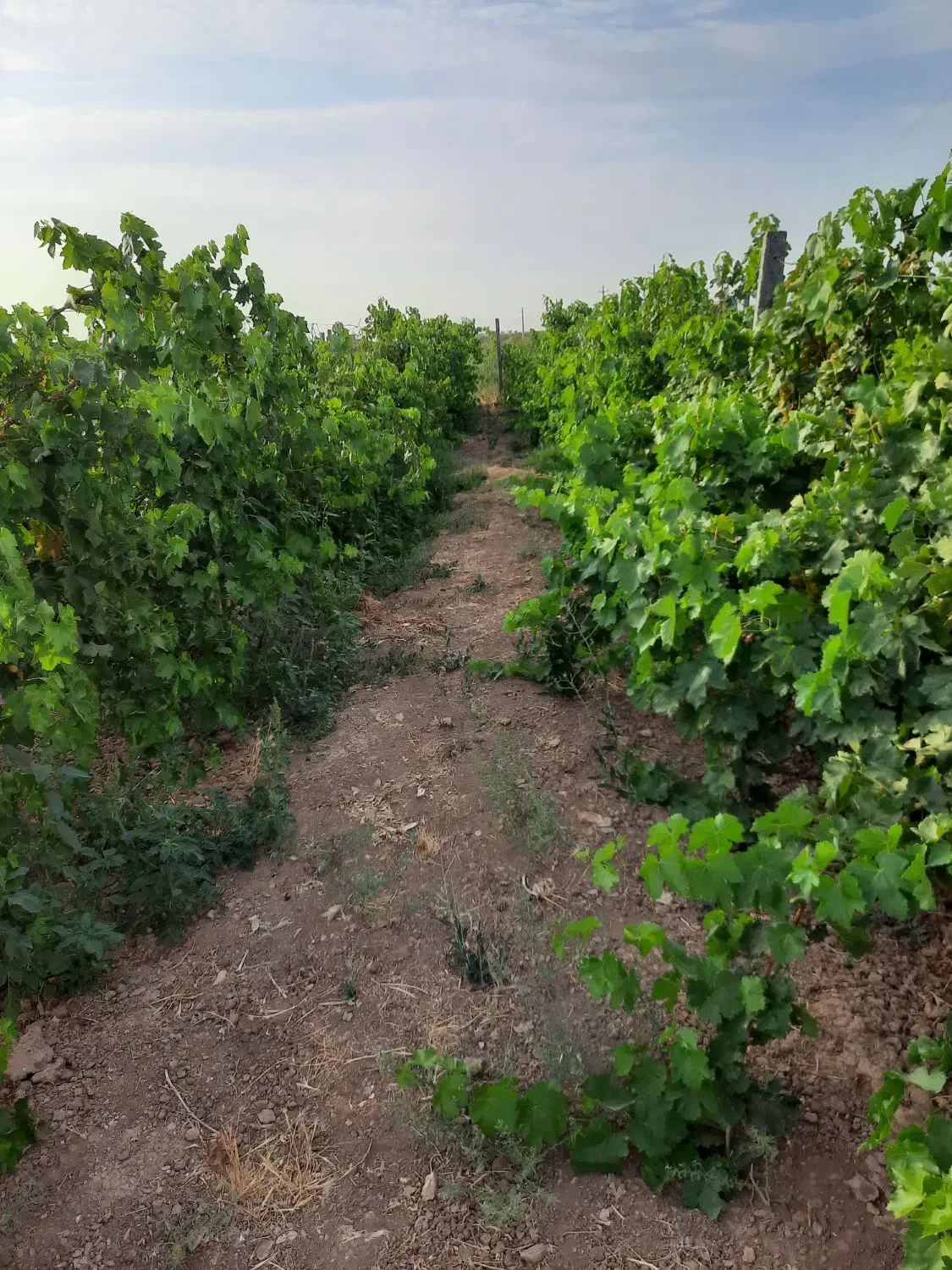 باغ ویلا تاکستان شهرک اک|فروش خانه و ویلا|اسفرورین, |دیوار