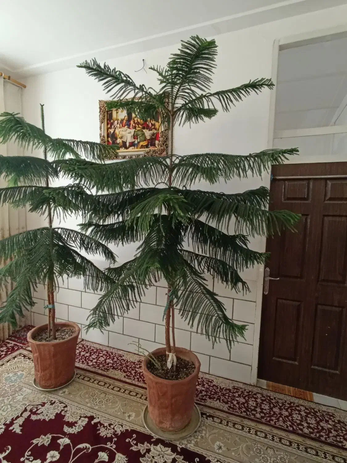 دو عددکاج مطبق بالغ ۲ متری مناسب دکور و فضای داخلی|گل و گیاه طبیعی|اردکان, |دیوار