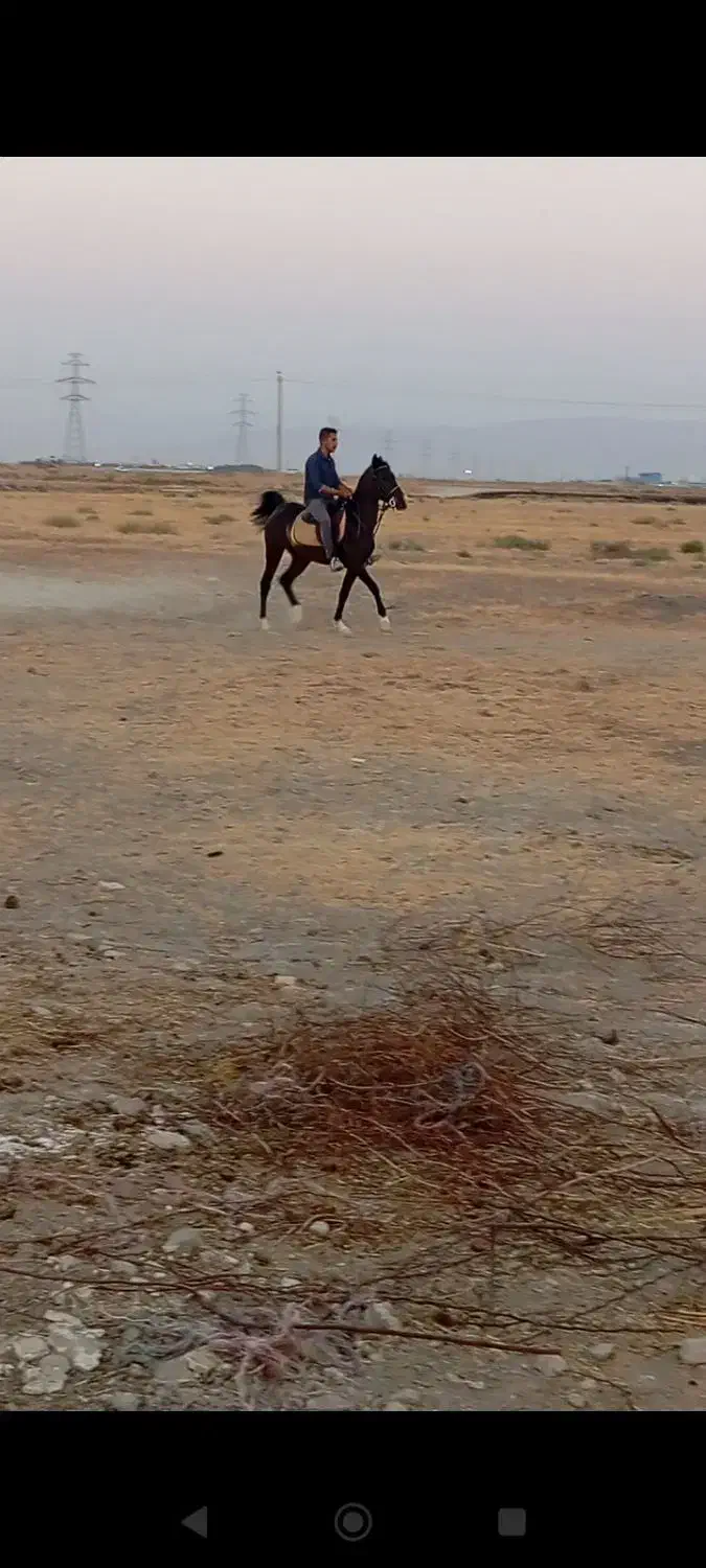 مادیان|اسب و تجهیزات اسبسواری|مرودشت, مجد آباد|دیوار