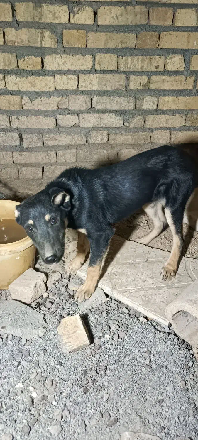 توله سگ ژرمن|سگ|کرمانشاه, |دیوار