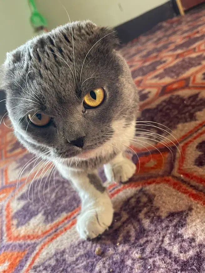 گربه اسکاتیش|گربه|بندر گناوه, |دیوار