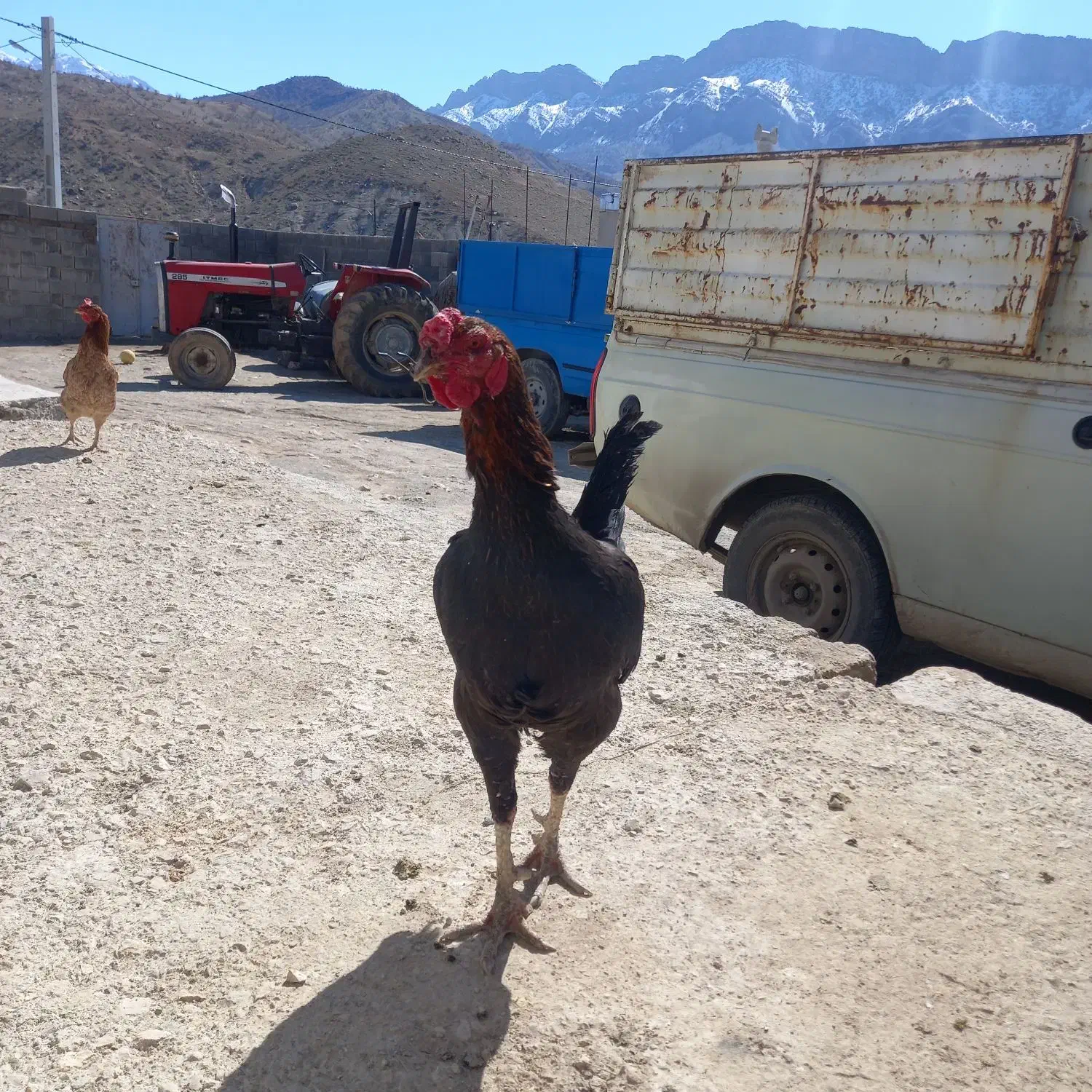 خروس لاری ومرغ لاری اصل|حیوانات مزرعه|دشت ذهاب, |دیوار